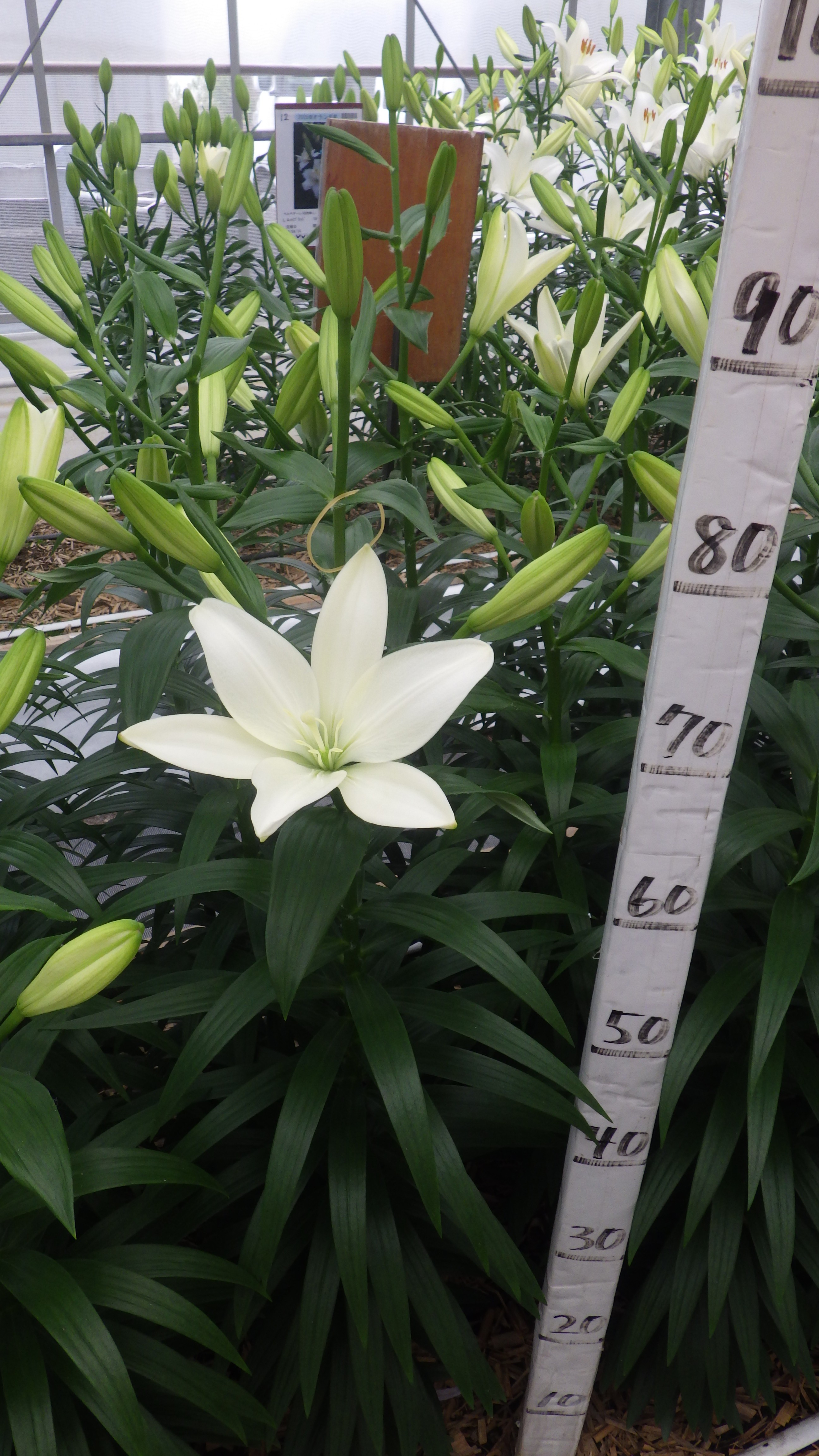 ホワイトココット(花粉無し)